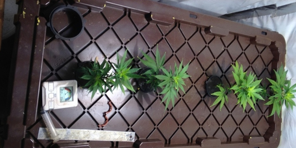 Aeroponics method of growing marijuana
