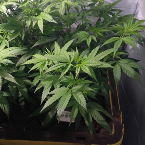 Getting huge yields with Aeroponics marijuana growing method