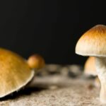 wisconsin-lawmakers-push-to-improve-veterans’-access-to-magic-mushrooms
