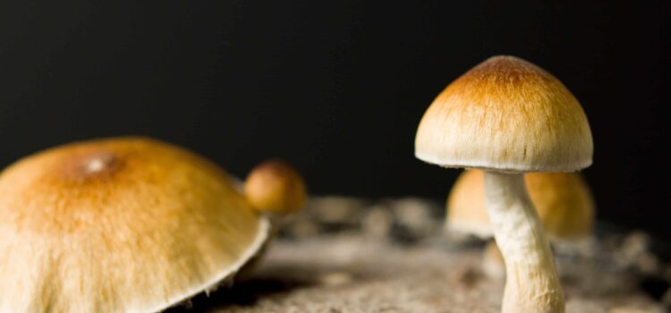 Wisconsin Lawmakers Push To Improve Veterans’ Access to Magic Mushrooms