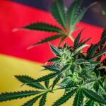 germany-eyes-april-2024-for-cannabis-legalization