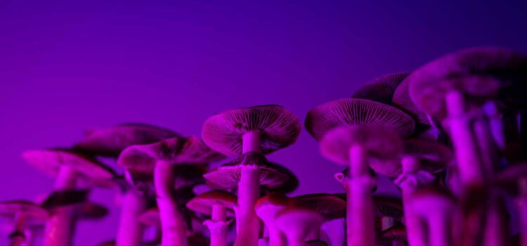 natural-mushroom-extracts-more-effective-than-synthesised-psilocybin,-study-finds
